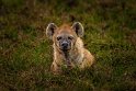 122 Masai Mara, gevlekte hyena